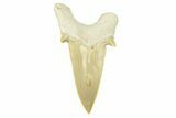 Fossil Shark Tooth (Otodus) - Morocco #259911-1